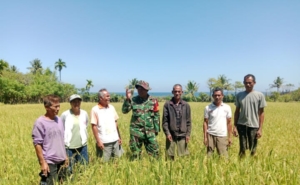 Cegah Serangan Hama, Babinsa Bersama Petani Lakukan Pengecekan Sawah