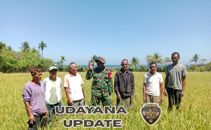 Cegah Serangan Hama, Babinsa Bersama Petani Lakukan Pengecekan Sawah