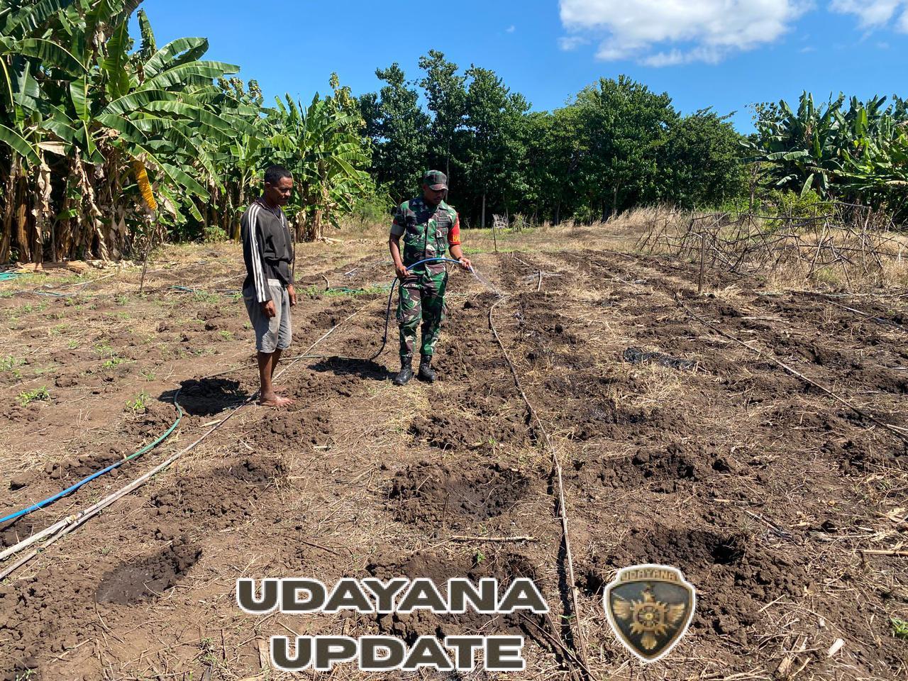 Babinsa Kodim 1624/Flotim Ajak Warga Manfaatkan Lahan Produktif