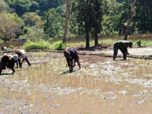 TNI dan Rakyat Bersatu, Babinsa Koramil 1602-03 Tanam Padi Bersama Petani Ende