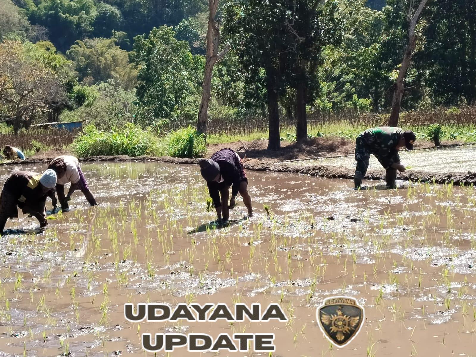 TNI dan Rakyat Bersatu, Babinsa Koramil 1602-03 Tanam Padi Bersama Petani Ende
