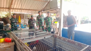 TNI Dukung Ketahanan Pangan, Danyonif 835/SYB Belajar Beternak Ayam di Sumbawa
