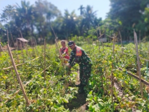 Babinsa Aimoli Dampingi Petani Bersihkan Lahan Tomat