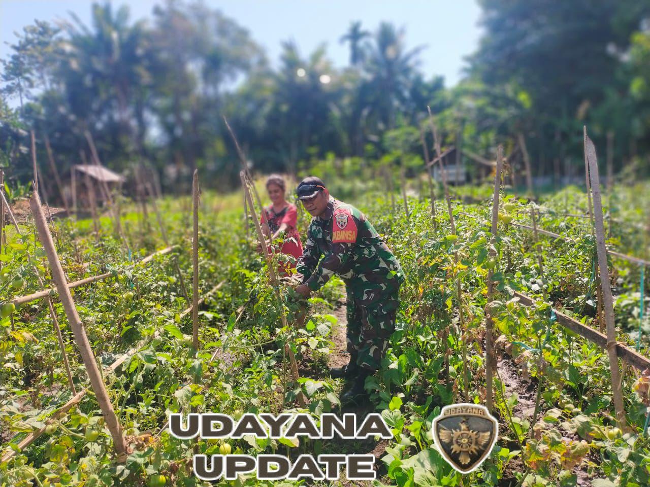 Babinsa Aimoli Dampingi Petani Bersihkan Lahan Tomat