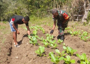 Peduli Ketahanan Pangan, Babinsa Koramil 1618-02/Miobar Berikan Arahan ke Petani Sayur