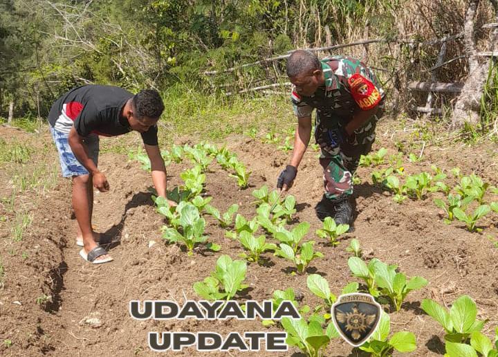 Peduli Ketahanan Pangan, Babinsa Koramil 1618-02/Miobar Berikan Arahan ke Petani Sayur