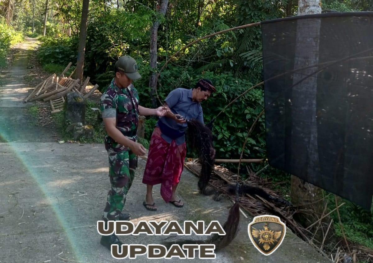 Babinsa Desa Buruan Dukung Kelancaran Upacara Adat Ngenteg Linggih di Pura Desa dan Pura Puseh