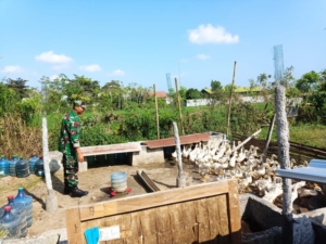 Dari Kandang ke Pasar, UMKM Bebek Langko Bangkit