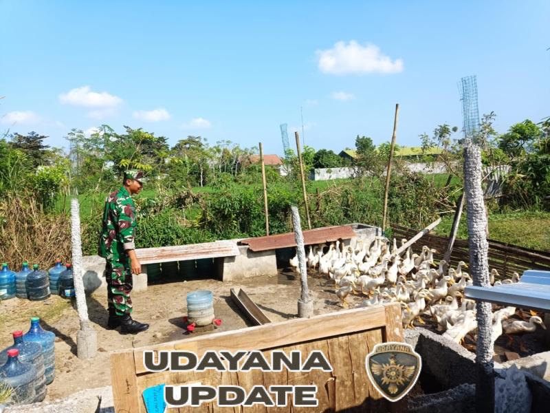 Dari Kandang ke Pasar, UMKM Bebek Langko Bangkit