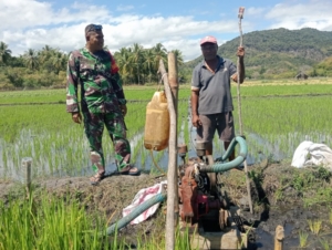 Komsos dan Monitoring TNI di Wilayah Binaan Tingkatkan Produktivitas Pertanian di Maurole