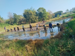 TNI dan Warga Desa Malata Gotong Royong Tanam Padi