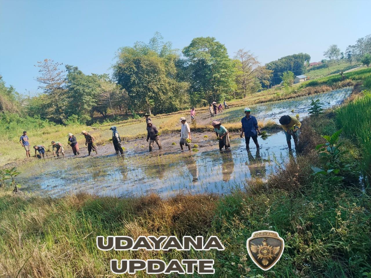 TNI dan Warga Desa Malata Gotong Royong Tanam Padi