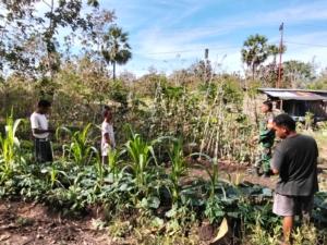 Babinsa Koramil 1618-02/Miobar Dampingi Petani di Desa Lemon, Berikan Edukasi Perawatan Tanaman dan Penanggulangan Hama