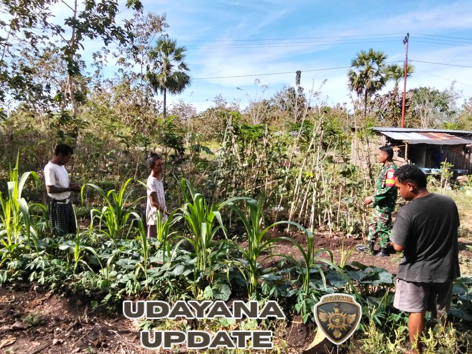 Babinsa Koramil 1618-02/Miobar Dampingi Petani di Desa Lemon, Berikan Edukasi Perawatan Tanaman dan Penanggulangan Hama