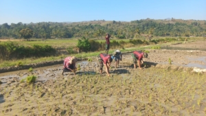 Satgas Pos Maubusa Turun Langsung Bantu Masyarakat Binaan Tanam Padi di Sawah Perbatasan