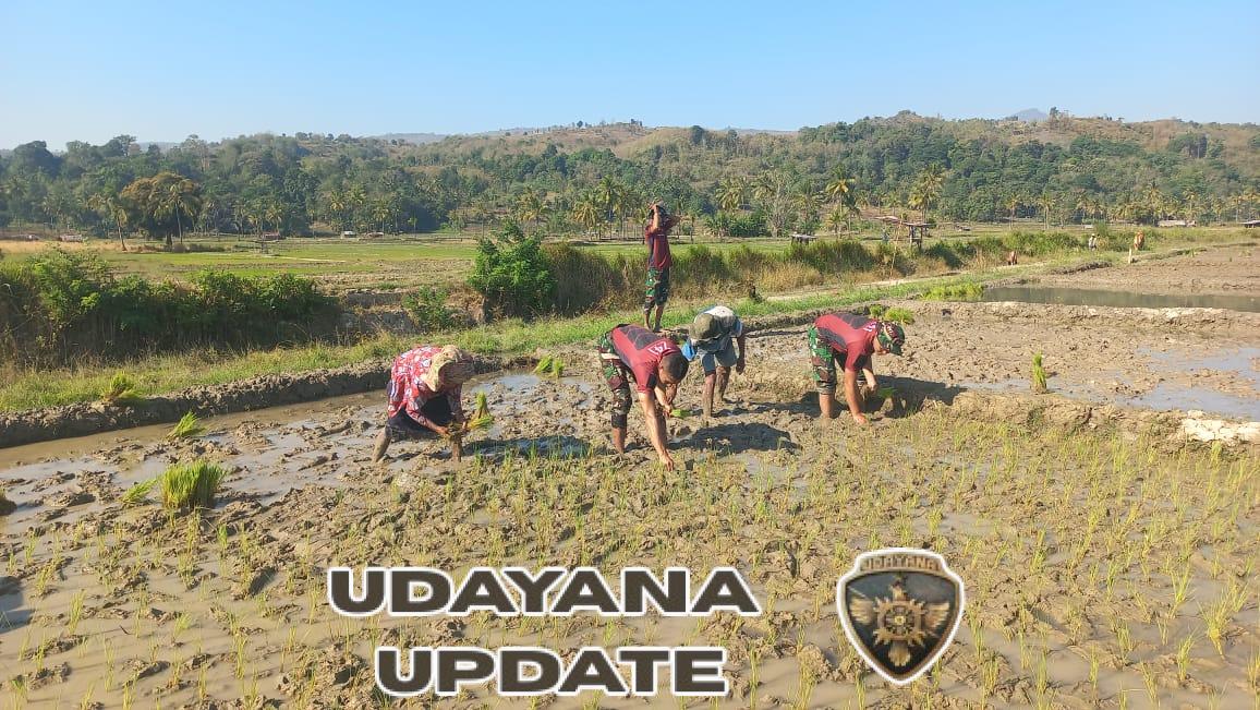 Satgas Pos Maubusa Turun Langsung Bantu Masyarakat Binaan Tanam Padi di Sawah Perbatasan