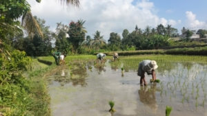 Babinsa Desa Bunutin Dampingi Petani Laksanakan LTT di Subak Munggu