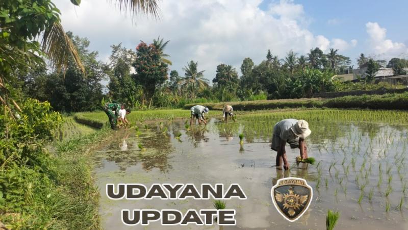 Babinsa Desa Bunutin Dampingi Petani Laksanakan LTT di Subak Munggu