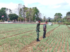 Dandim 1613/Sumba Barat Tinjau Perkembangan Tanaman Bawang di Kebun Percontohan