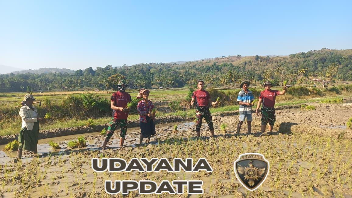 Dukung Ketahanan Pangan, Pos Maubusa Satgas Yonif 741/GN Tanam Padi bersama Masyarakat Perbatasan