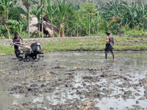 Babinsa Tulleng Dampingi Operator Traktor Bajak Sawah Demplot Terpadu