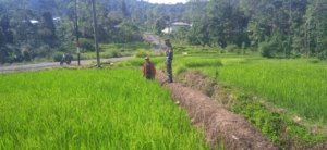 Pendampingan Pertanian, Babinsa Koramil 1612-08/Macang Pacar Fokus Awasi Pertumbuhan Padi