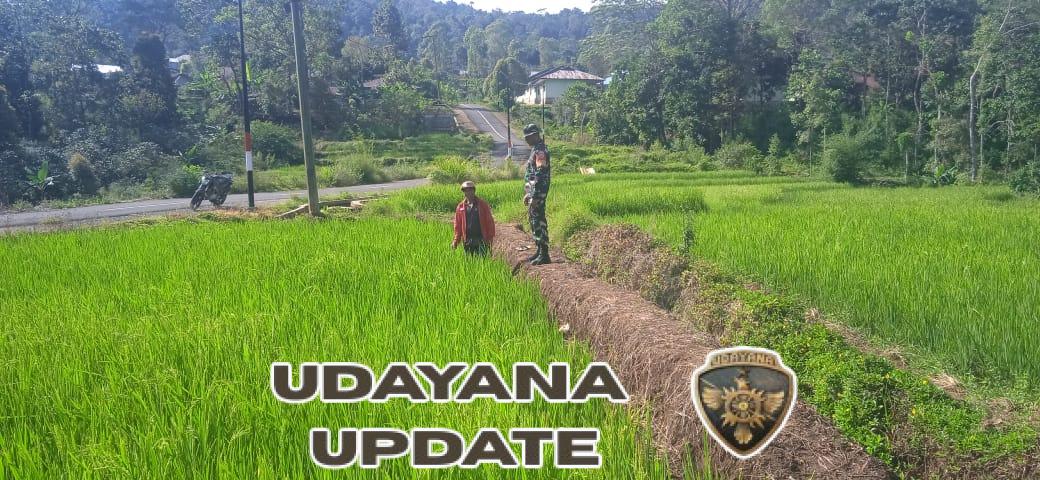 Pendampingan Pertanian, Babinsa Koramil 1612-08/Macang Pacar Fokus Awasi Pertumbuhan Padi