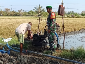Pendampingan Pertanian, Babinsa Koramil 1612-03/Reok Pastikan Pertumbuhan Padi Bebas Hama