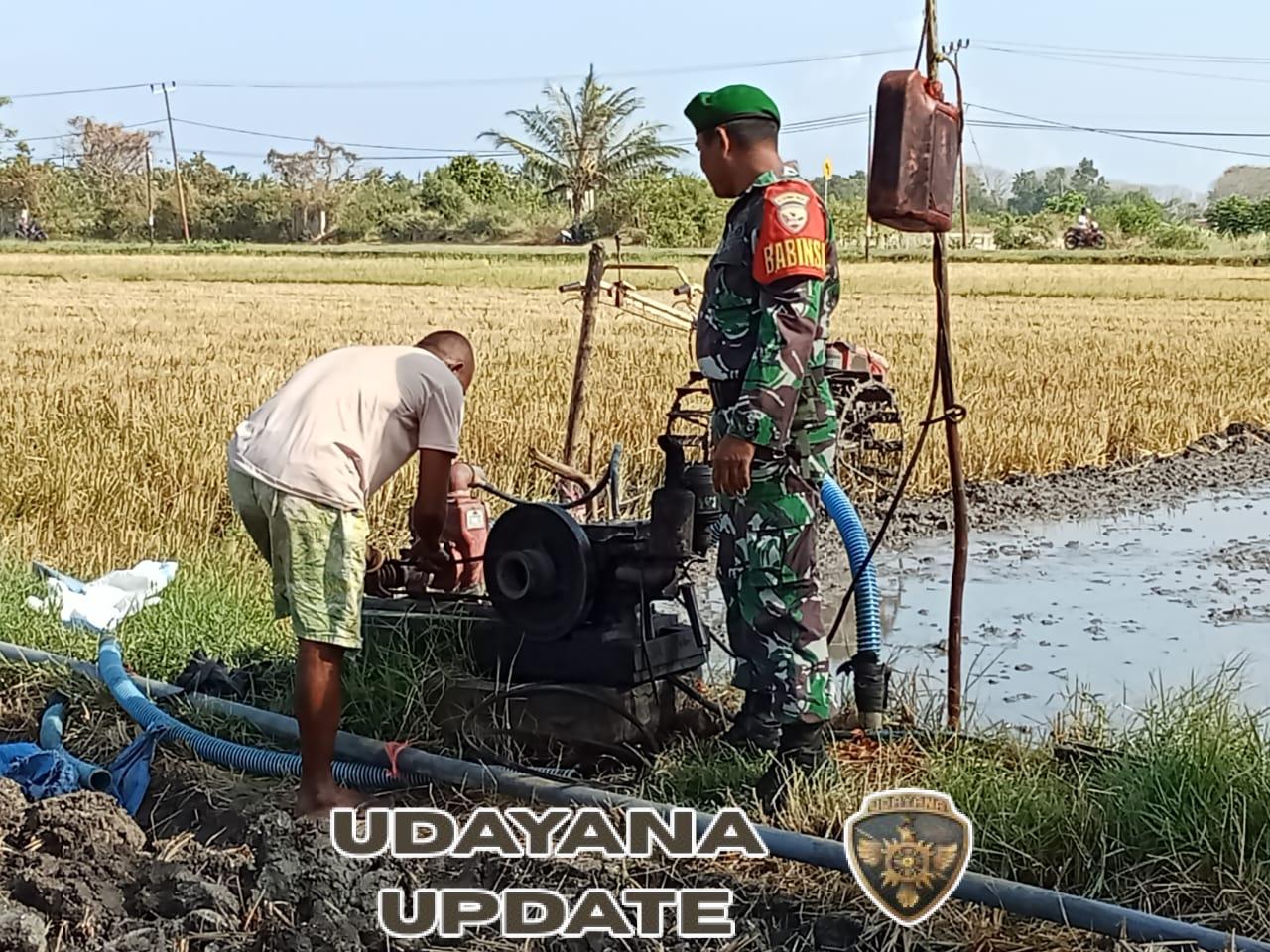 Pendampingan Pertanian, Babinsa Koramil 1612-03/Reok Pastikan Pertumbuhan Padi Bebas Hama