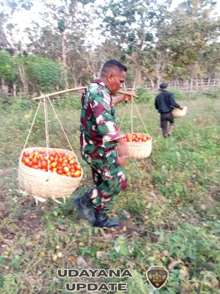 Babinsa Serka Janry Selanno Bantu Panen Tomat Bersama Warga Oebatu