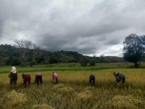Babinsa Koramil 06/Karera Dampingi Warga Panen Padi di Dusun Malutung