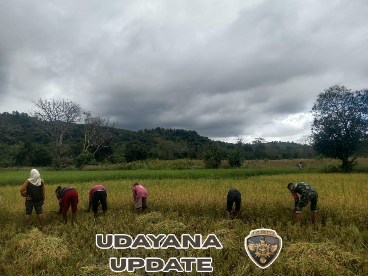 Babinsa Koramil 06/Karera Dampingi Warga Panen Padi di Dusun Malutung