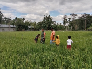 Babinsa Koramil 05/Waingapu Dampingi Petani Pantau Pertumbuhan Padi di Malumbi