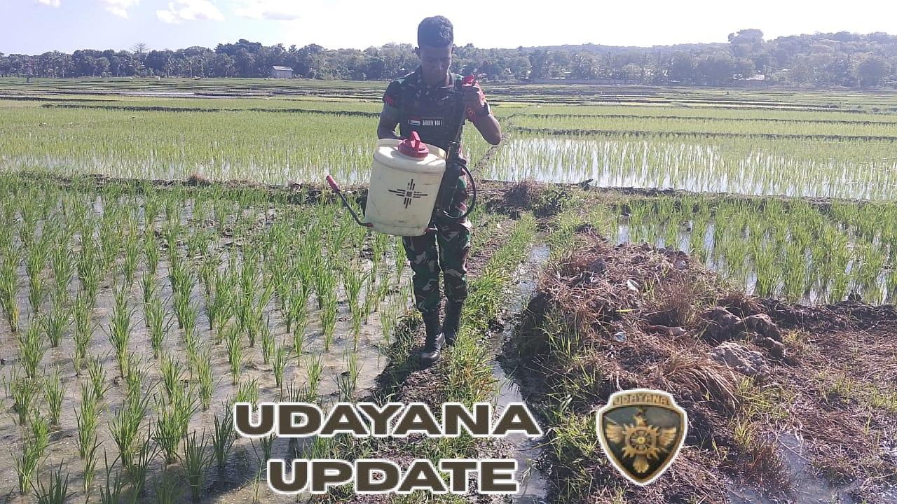 Babinsa Koramil 03/Pahunga Lodu Dukung Petani Sawah di Desa Palanggai