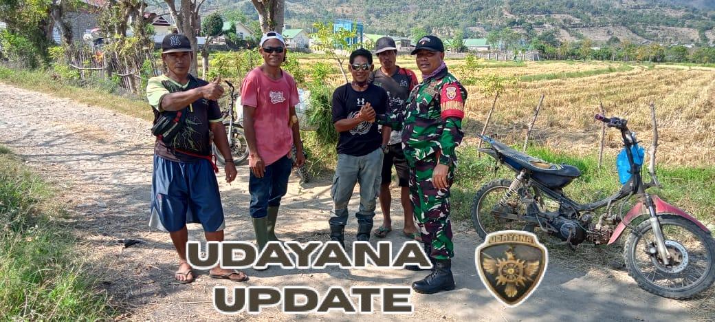 Koordinasi Babinsa dan Bulog untuk Serap Panen Padi