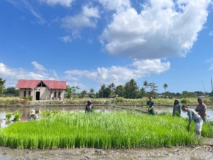 Wujudkan Swasembada Pangan Babinsa Bantu Petani Cabut Benih Padi di Desa Mutunggeding