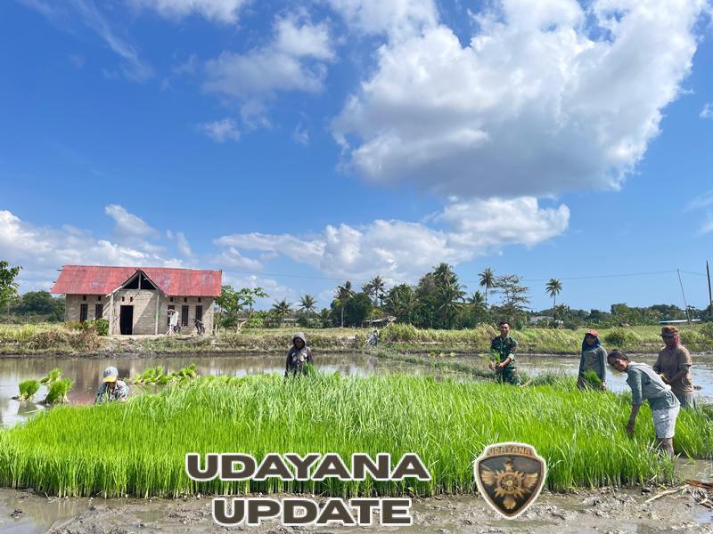 Wujudkan Swasembada Pangan Babinsa Bantu Petani Cabut Benih Padi di Desa Mutunggeding