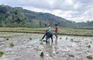Hanpangan Jadi Prioritas, Babinsa Bantu Warga Tanam Padi Irigasi