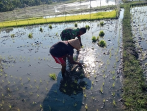 Kegiatan Pamwil dan Komsos, Babinsa Bantu Kelompok Tani Tanam Padi di Desa Maurole