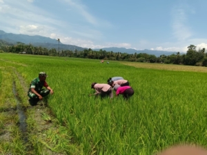 Pamwil dan Komsos Babinsa Koramil 1602-03 Bersama Petani Desa Welamosa Meningkatkan Hasil Panen