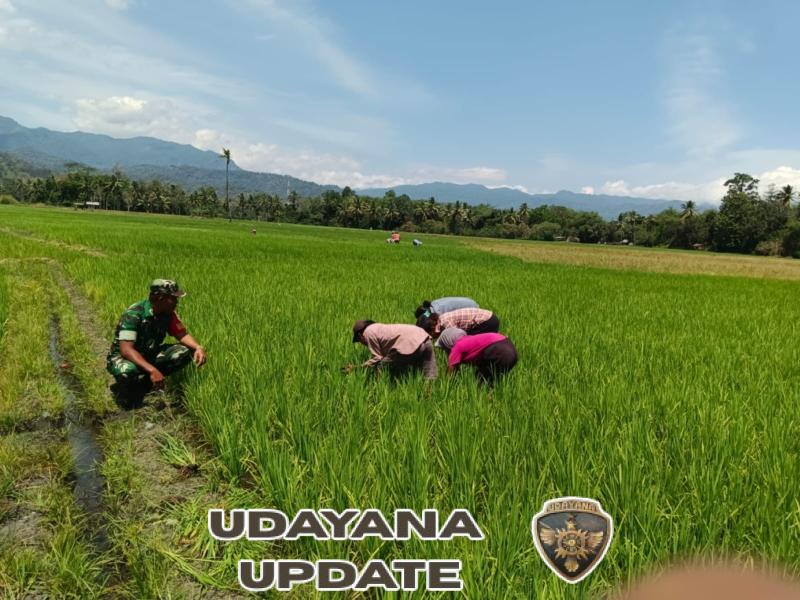 Pamwil dan Komsos Babinsa Koramil 1602-03 Bersama Petani Desa Welamosa Meningkatkan Hasil Panen