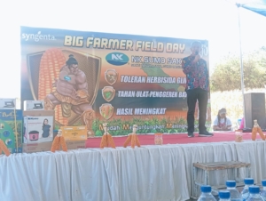 Kadis Pertanian dan Tokoh Masyarakat Saksikan Panen Perdana Jagung Bioteknologi di Bima