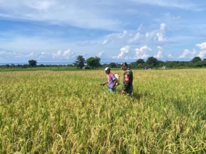 Sinergi Babinsa & Petani: Koramil Wujudkan Panen Melimpah di Manggarai