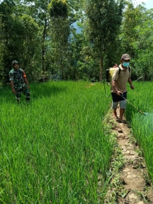 Babinsa Koramil 1612-08/ Macang Pacar Dorong Petani Maksimalkan Panen Lewat Pendampingan Pertanian