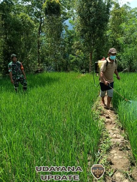 Babinsa Koramil 1612-08/ Macang Pacar Dorong Petani Maksimalkan Panen Lewat Pendampingan Pertanian