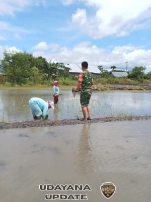Dekat dengan Rakyat, Babinsa Koramil 1612-06/Lembor Ikut Turun ke Sawah