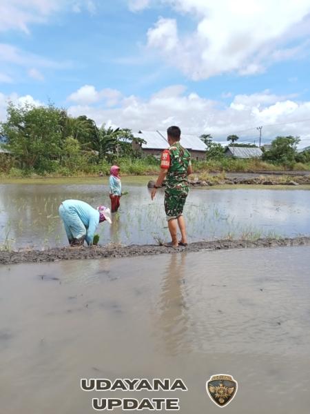 Dekat dengan Rakyat, Babinsa Koramil 1612-06/Lembor Ikut Turun ke Sawah
