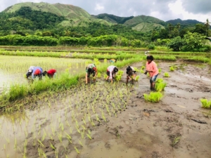 Babinsa Koramil 06/Karera dampingi petani tanam padi di Desa Nangga