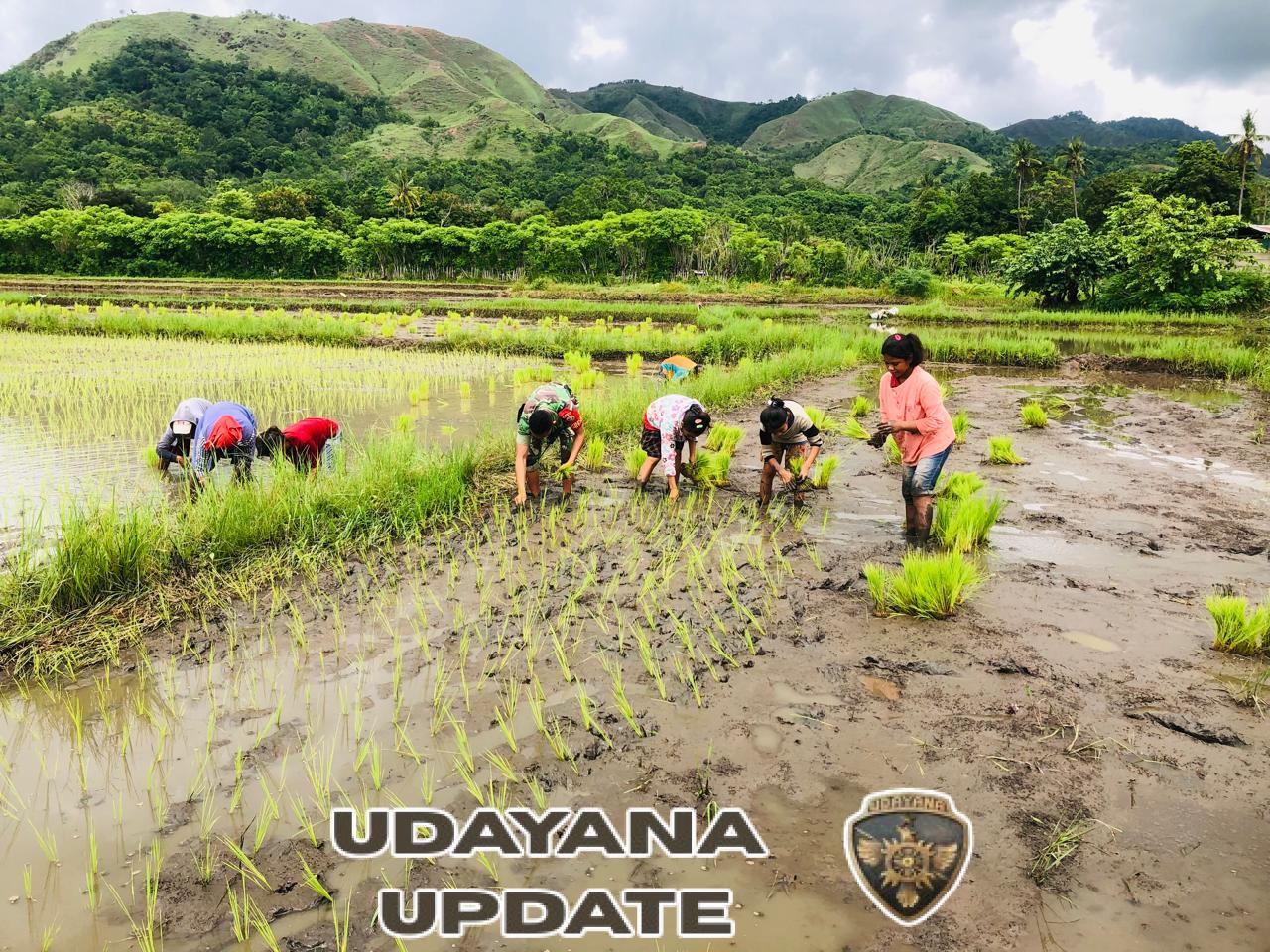 Babinsa Koramil 06/Karera dampingi petani tanam padi di Desa Nangga