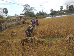 Sukseskan Ketahanan Pangan, Babinsa Koramil 03/Pahunga Lodu Bantu Petani Panen Padi